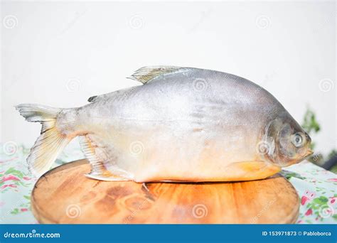 Raw Pacu fish stock image. Image of brachypomus, food - 153971873