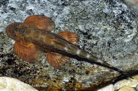 Native Indian Fish – tagged "nada-hidden"– Best4Pets