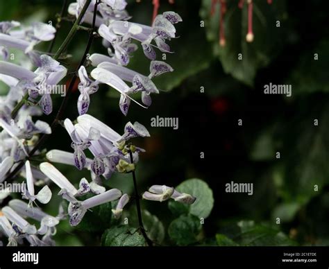 Plectranthus 'Mona Lavender' flowers, other names, Lavender spur flower ...