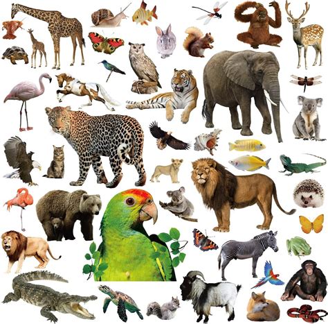 Buy Jungle Animal Stickers 400 Safari Animal Assortment 8 Sheets Online ...