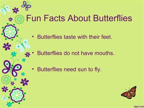 Life Cycle of A Butterfly | PPT