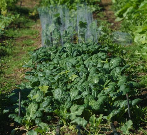 NAYA Family Center has a vision of abundance for Native community ...