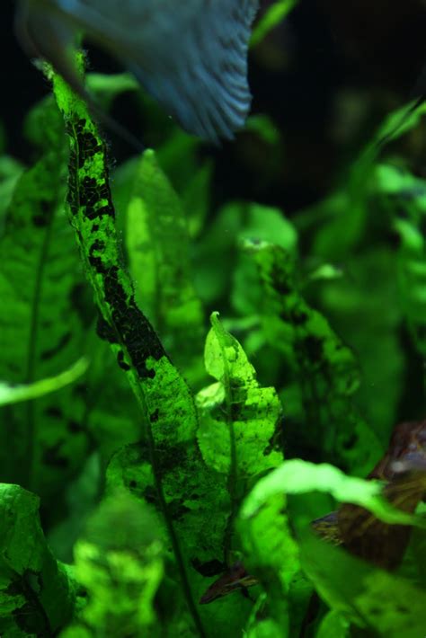 Image result for Java Fern Disease