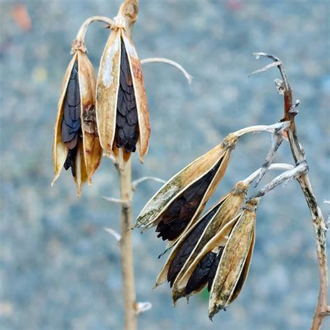 Can You Plant Hosta Seed Pods at Eldridge Rucker blog