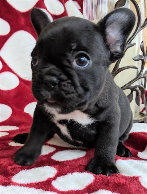 Brindle French Bulldogs - The French Bulldog