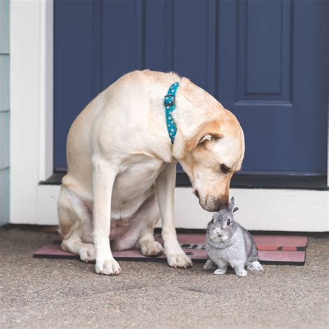 Nos amis les animaux - Page : 1081 - Loisirs - Discussions - FORUM HardWare.fr