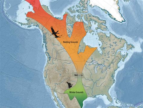 Sandhill Crane Migration