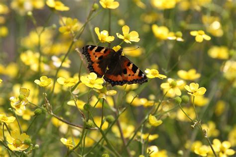Butterfly Attracting Mix | British Wild Flower Plants