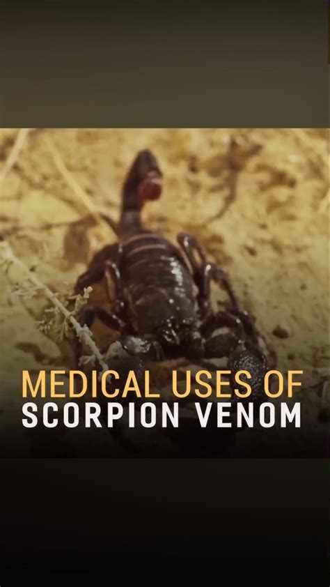 Venom Practitioner Association (@venomspractitionerassociation) • Instagram photos and videos
