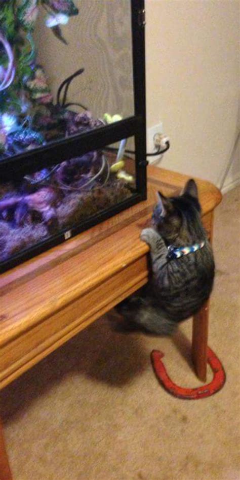 Image result for Green Tree Python Eating