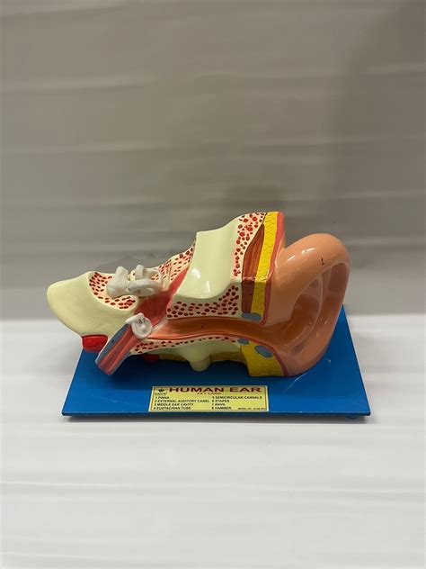 Human Ear Model Enlarged – M/S LAB TECH CORPORATION