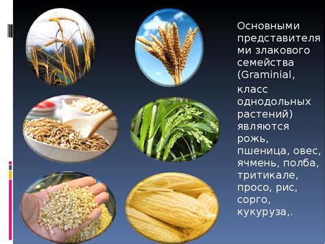 Зерновые культуры