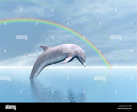 Rainbow Dolphin