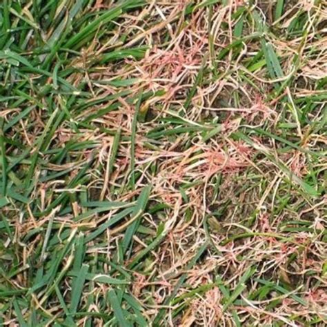 Image result for Common Red Thread