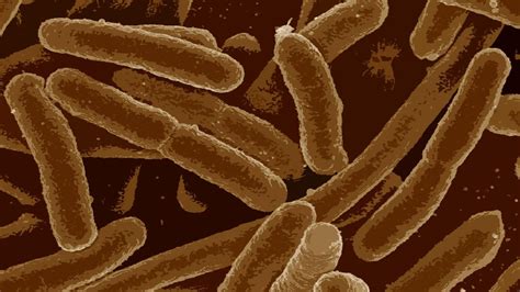 CDC investigating outbreak of E. coli infections linked to packaged salads