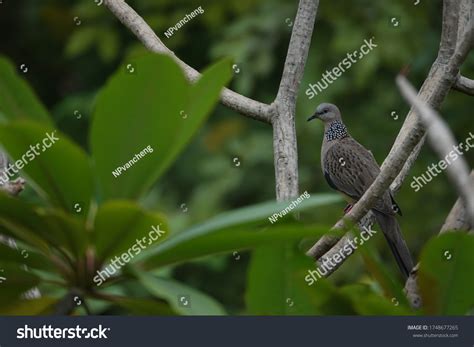 439 Lace Neck Dove Images, Stock Photos & Vectors | Shutterstock