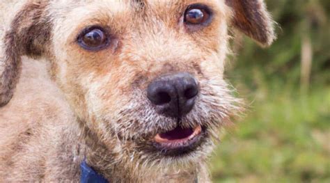 Jackapoo Breed Information: Facts, Traits, Pictures & More - Canine Journal