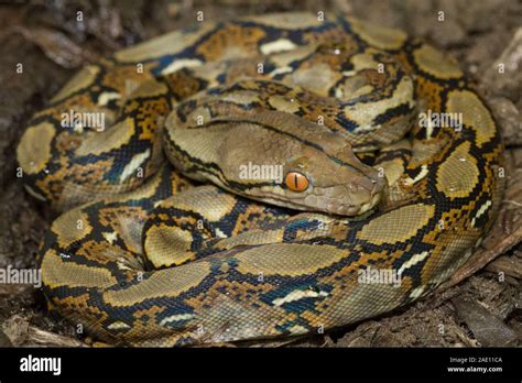 Image result for Baby Reticulated Python