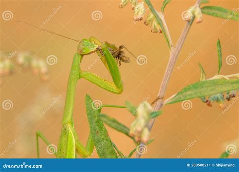 Mantis eating locust stock image. Image of insects, praying - 280588211