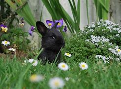 Image result for Cute White Bunny Outside