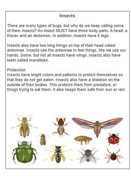 Image result for Insect Facts
