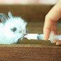Image result for Pictures of a Pink Baby Rabbit