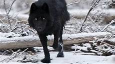 Black Wolf Wallpaper 1920x1080 by 46 Wolf Wallpapers 183 Free Stunning Hd Black Wolf Wallpaper 1920x1080