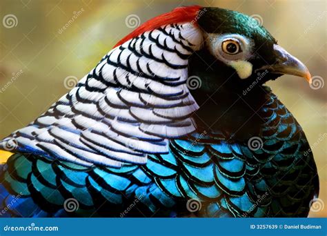 Colorful Lady Amherst Pheasant Stock Image - Image of animal, blue: 3257639