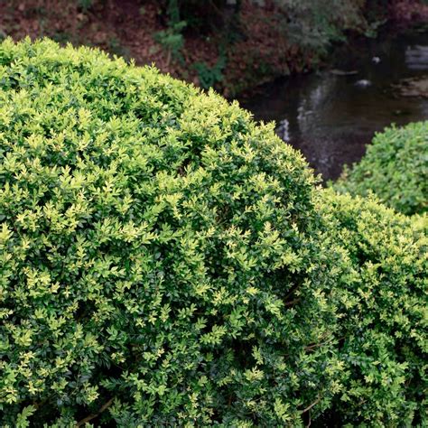 English Dwarf Boxwood