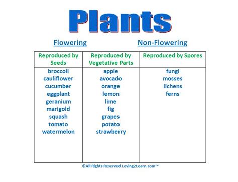 Image result for Plant Classification