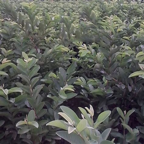 Grafted Guava Plant - Lalit Guava Plants Trader - Retailer from Lucknow