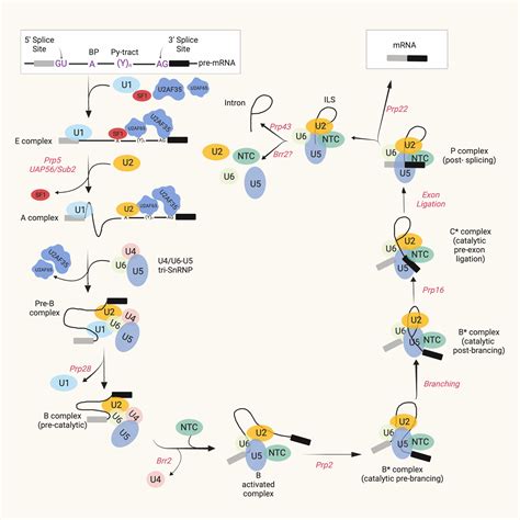 Image result for Splicing Element Position Java