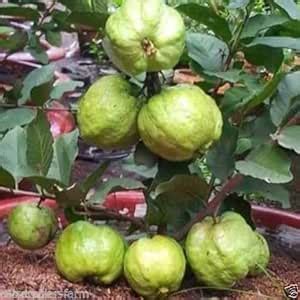 Creative Farmer Fruits Trees Plant Gauva Rare Giant Dwarf Thailand ...