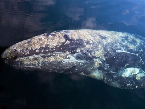 Tradewinds Charters 的图像结果