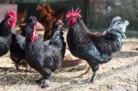 Two Engineering Students Start Kadaknath Chicken Poultry Farm