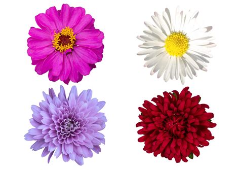 Spring Flower Background Free 的图像结果