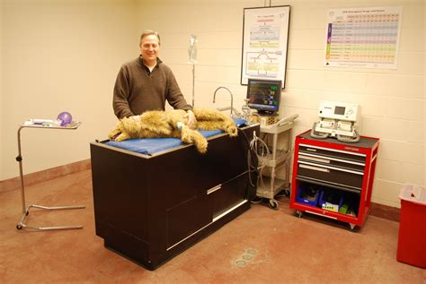 Image result for Veterinary Simulation Surgery