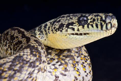 Image result for Granite Carpet Python