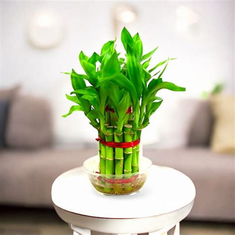 Buy 2 Layer Lucky Bamboo plant online at best price
