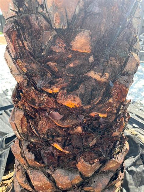 Image result for Date Palm Tree Trunk Rot