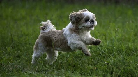 Shih Tzu Dogs: History, Traits, and Care Tips