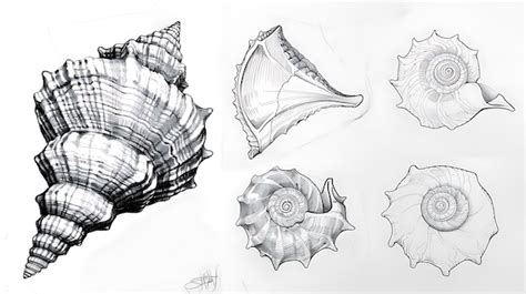 Shell Drawing 的图像结果
