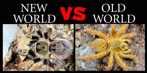 Old Word vs. New World Tarantulas | Tom's Big Spiders