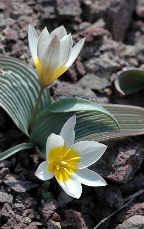 Tulipa regelii - Изображение особи - Плантариум