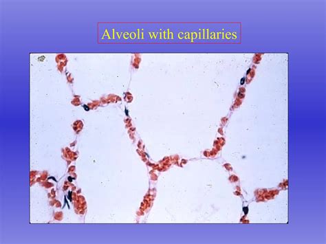 structure-function.pptRespiratory Physiology: The Essentials by John B ...