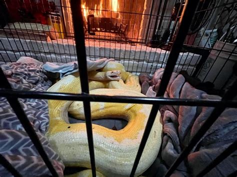 Snow Python 的图像结果