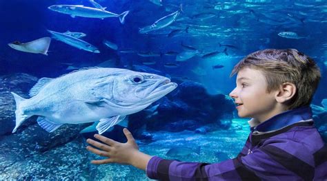 SEA LIFE Ticket in Berlin - Klook India