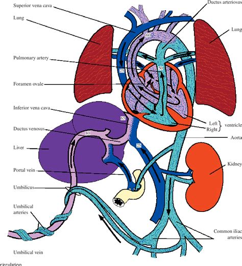 Fetal Circulation