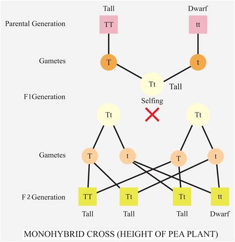 Monohybrid Cross: Definition, Ratio, Diagram & Examples