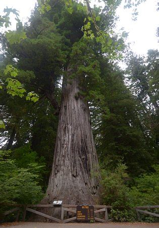 Big Tree (Orick) - 2020 What to Know Before You Go (with Photos ...
